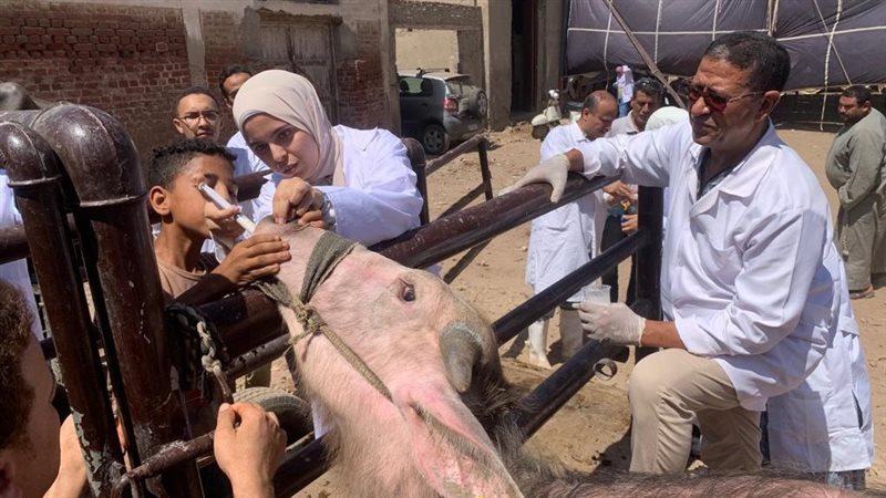 قافلة بيطرية مجانية