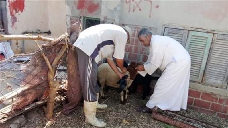 تحصين الماشية بالبحيرة،