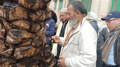 الزراعة توفر عبوات مبيد لعلاج ربع مليون نخلة من سوسة النخيل