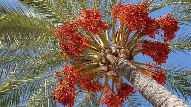 زراعة النخيل في مصر،