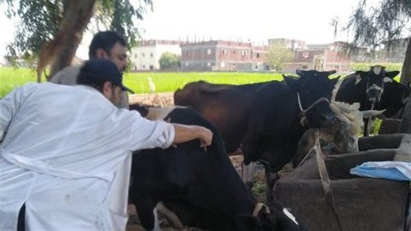 تحصين 315 الف ماشية