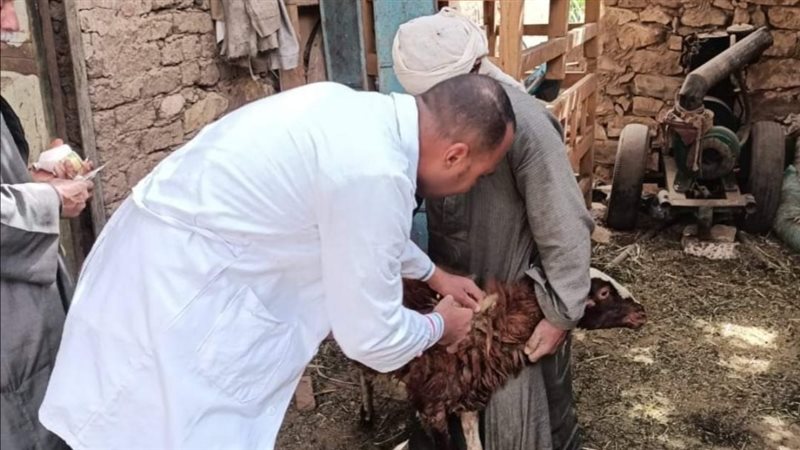 تحصين 22637 رأس ماشية