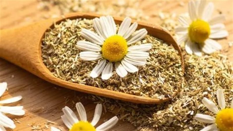 البابونج، فيتو