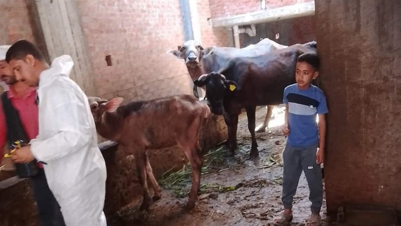 تحصين الماشية بالبحيرة،
