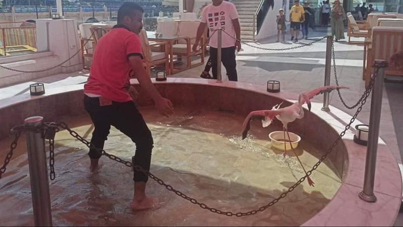إنقاذ طيور الفلامنجو