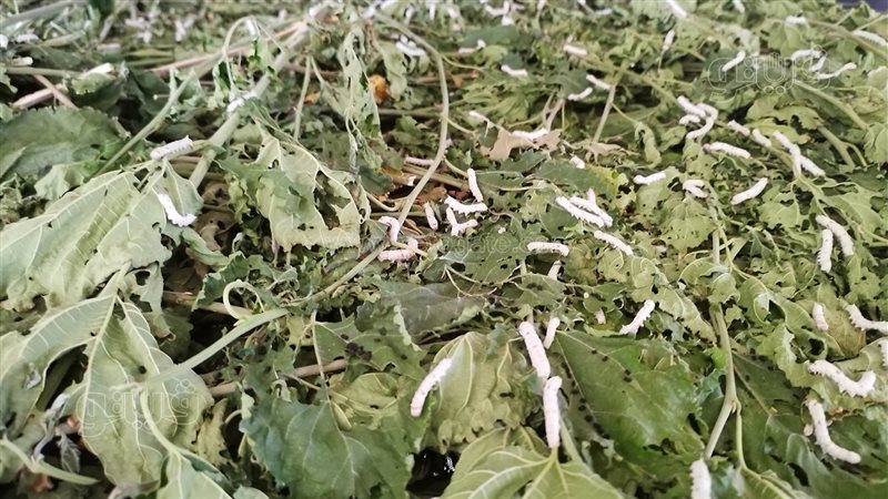 دودة القز الحريرية
