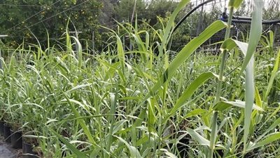 انطلاق مشروع استخراج الغاز الحيوي من نبات الأروندو دوناكس (فيديو)