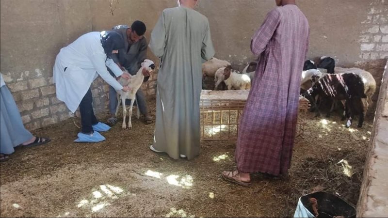 جانب من تنفيذ الحملة