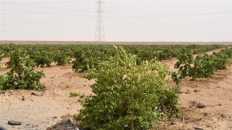 التنمية في سيناء،