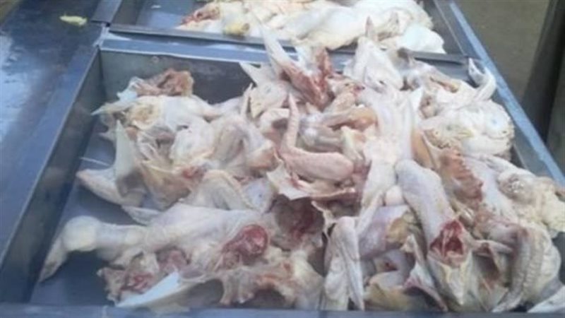 ضبط أجزاء دواجن فاسدة