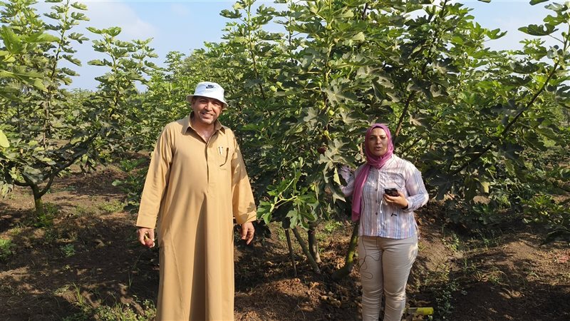 موسم حصاد التين بالدقهلية،