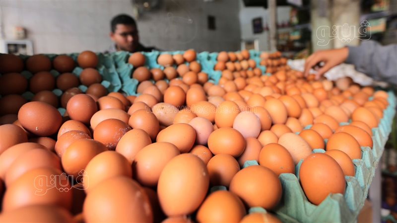 أسعار البيض في الأسواق،