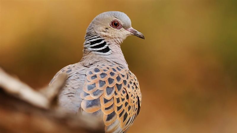 تفسير رؤية اليمامة