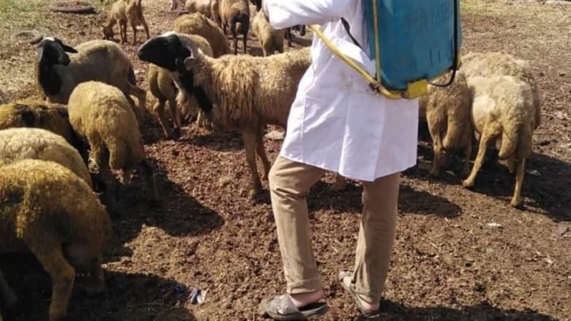 حملات لبيطري البحيرة،
