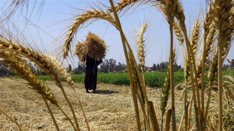 القمح،فيتو