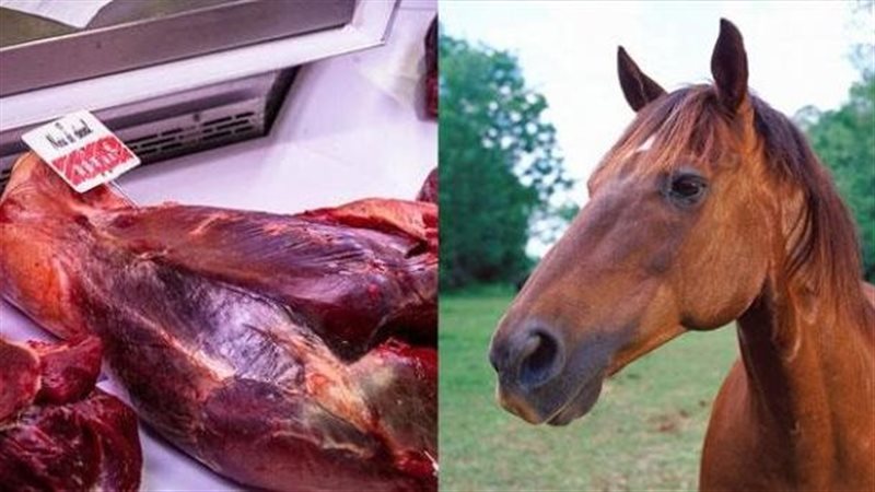 ذبح خيول ببنها، فيتو