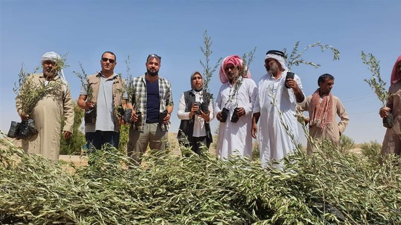 زراعة شجرة الزيتون،