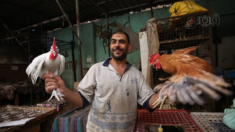 أسعار الدواجن والبيض