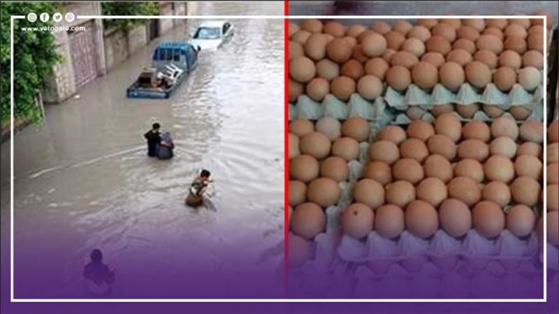  نشرة الأخبار،فيتو