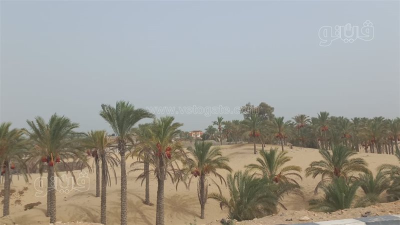 حالة الطقس،فيتو