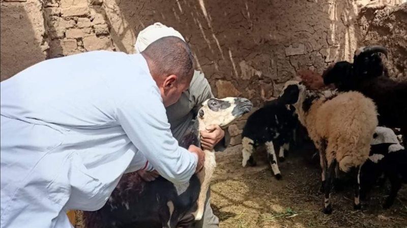 جانب من تنفيذ الحملة،فيتو