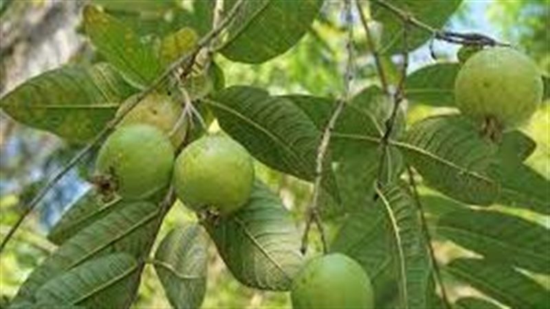 تفسير حلم شجرة الجوافة