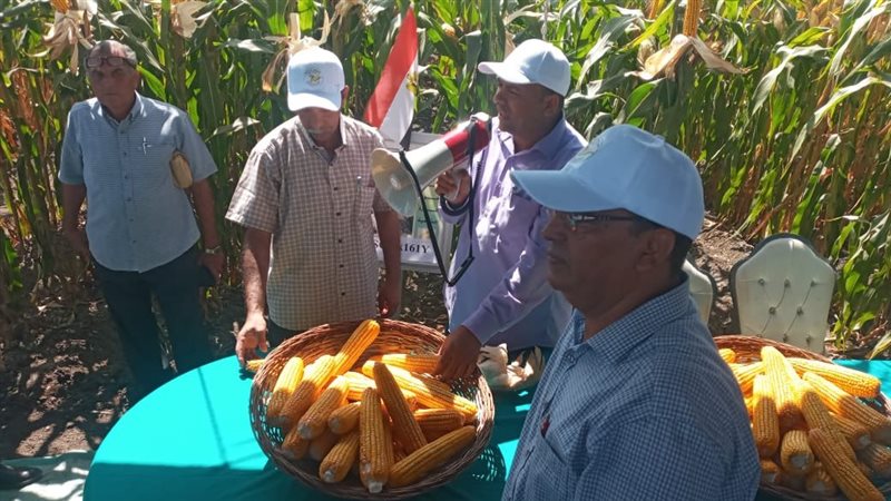 استعراض اصناف الذرة