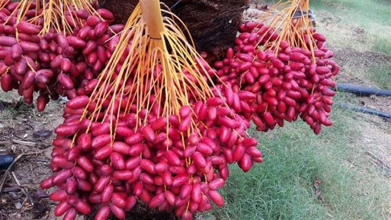 البلح الاحمر وفوائده،