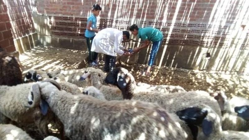 تحصين الماشية بالبحيرة،