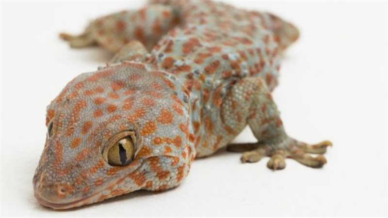 تفسير حلم البرص في