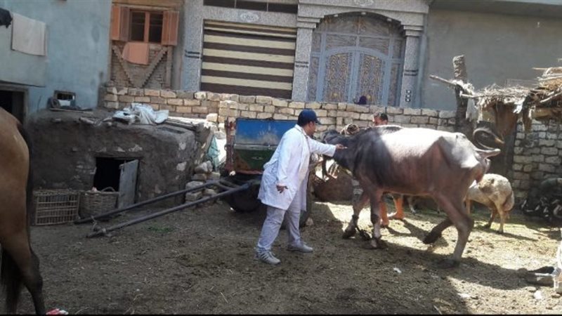 تحصين ماشية،فيتو