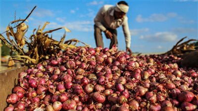 استمرار أزمة البصل.. خبراء: وقف التصدير لن يحدث انفراجة كبيرة في الأسواق.. وانخفاض الأسعار في مايو 2024