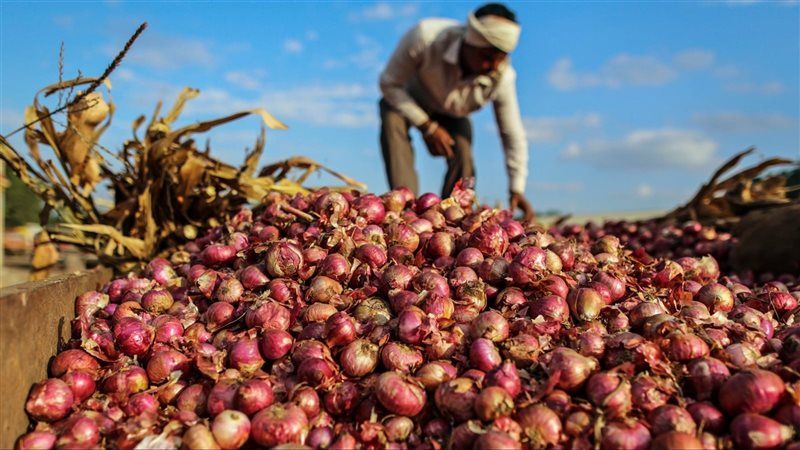 أزمة في إنتاج البصل