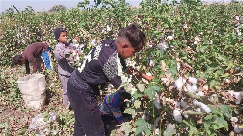  موعد توريد الأقطان،فيتو