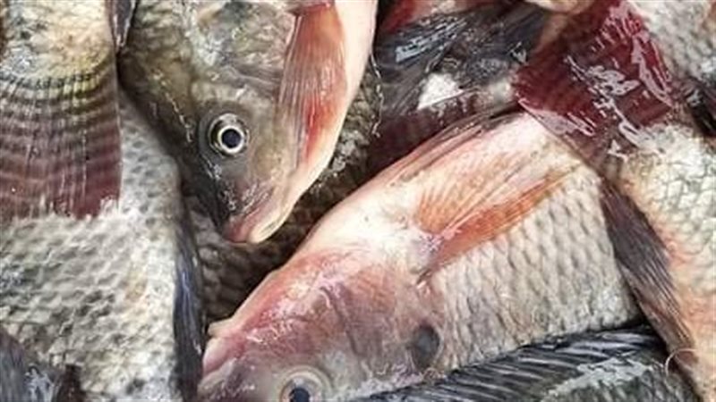 أسعار الأسماك