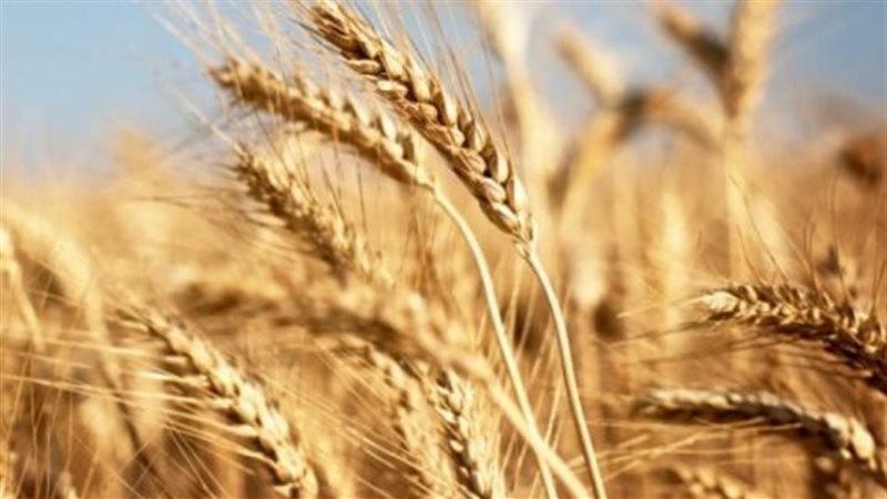 تفسير رؤية القمح
