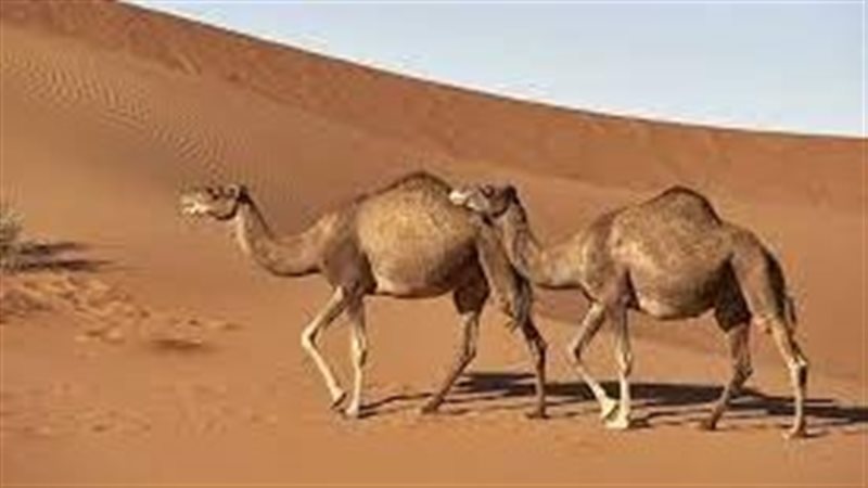 تفسير رؤية الجمل