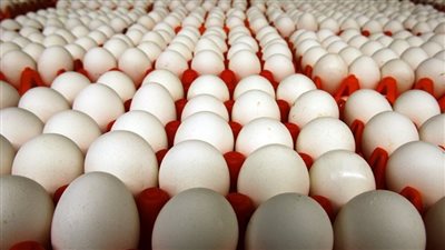 أكبر منتج بيض في مصر: تراجع الأسعار قد يستغرق 6 أشهر.. والمزارع تعمل بـ30% من طاقتها بسبب المديونيات