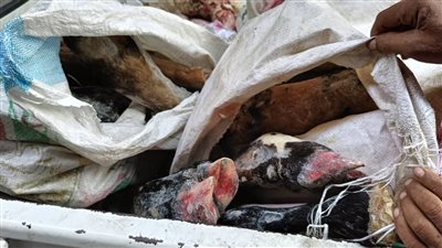 الزراعة: ضبط 8 أطنان لحوم مذبوحة خارج المجازر الحكومية بالجيزة