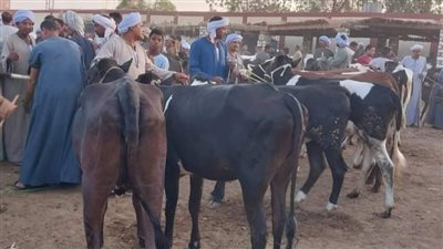بيطري الأقصر: تحصين 50426 حيوانا باتباع كافة الإجراءات الوقائية والاحترازية