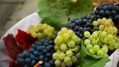 تفسير حلم زرع العنب في المنام وعلاقته بالأخبار السعيدة 