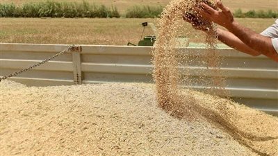تفسير حلم حصاد القمح في المنام وعلاقته بسماع الأخبار السارة في القريب 