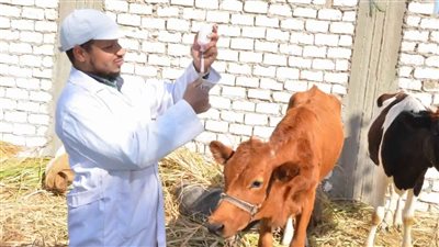 غدا بدء تحصين الحيوانات ضد مرض طاعون المجترات الصغيرة بالجيزة