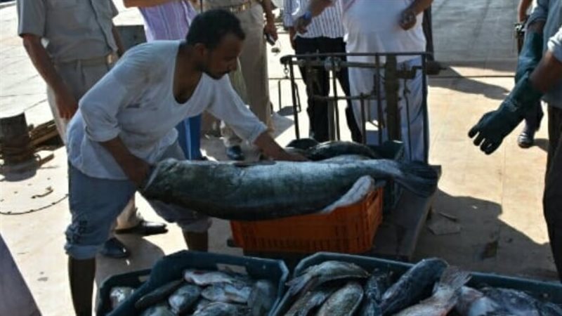 ثروة مصر السمكية