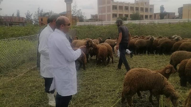 تحصين 7500 رأس أغنام