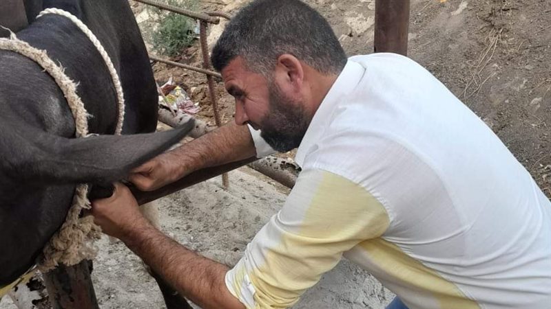 تحصين الماشية بالبحيرة،