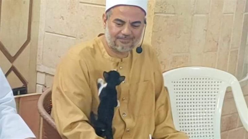 القطة تصعد على كتف