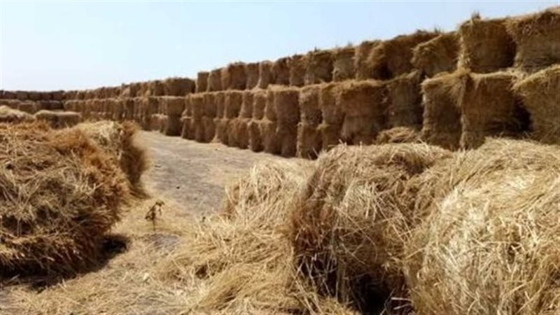 محصول الأرز 