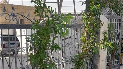 البيئة تبدأ تشجير الكيلو الأول بشق الثعبان في القاهرة (صور)