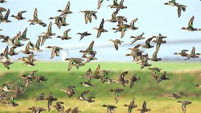 اليوم العالمي للطيور المهاجرة، حكاية رحلة سنوية تستحق الحماية